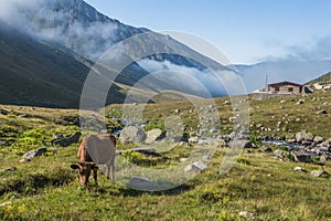 Brown cow at a mountain pasture in summer