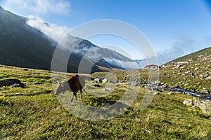 Brown cow at a mountain pasture in summer