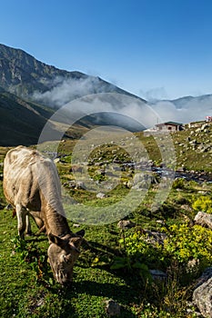 Brown cow at a mountain pasture in summer