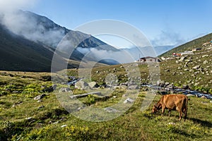 Brown cow at a mountain pasture in summer