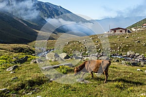 Brown cow at a mountain pasture in summer