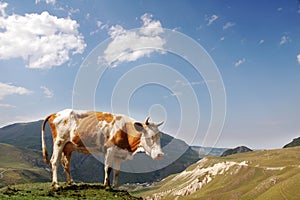 Brown cow in the mountains during summer