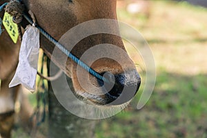 Brown cow nose close up with green grass