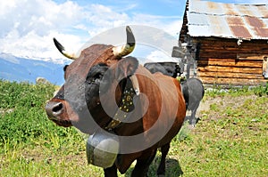Brown cow and old log cabin