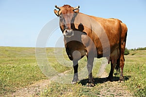 Brown cow outdoors on sunny day. Animal husbandry