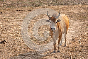 Brown cow in a pasture