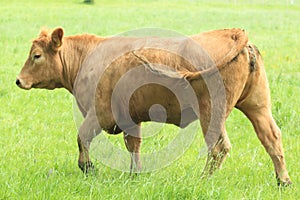 Brown cow in pasture