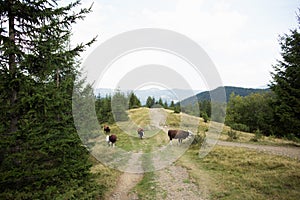 Brown cow on the pasture in the green mountains