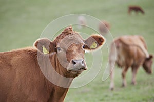 brown cow in a pasture looks into the camera