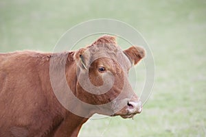 brown cow in a pasture looks into the camera