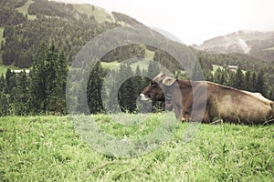 Brown cow pasturing on the grass with beautiful green trees and mountains in the background