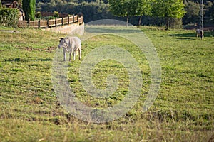 Brown cow pasturing on a green grass meadow field