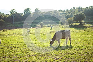 Brown cow pasturing on a green grass meadow field