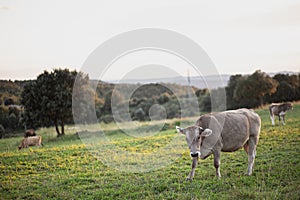 Brown cow pasturing on a green grass meadow field