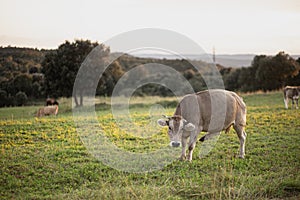 Brown cow pasturing on a green grass meadow field