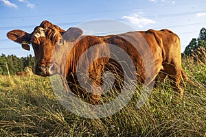 brown cow photographed close up