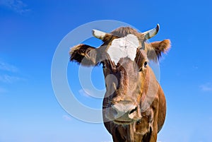 Brown cow portrait