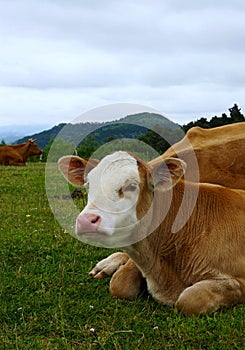 Brown cow portrait in the farm