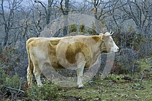 Brown cow in a praire