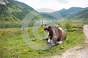 Brown cow resting in idyllic landscape with lake and mountains