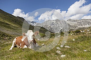 Brown cow resting on mountain pasture.