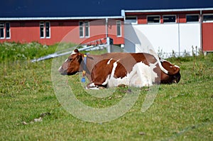 Brown cow resting on summer pasture