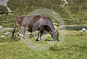 Brown cow ruminate in the grass