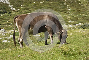 Brown cow ruminate in the grass