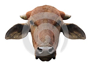 Brown cow