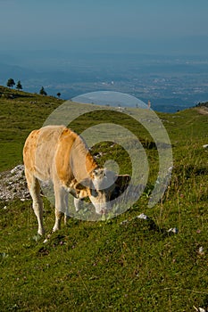 Brown cow with small horns is relaxing on a big pasture field on Velika Planina plateau in Slovenia on a warm sunny summer day