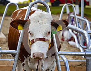 Brown cow in the stall close-up