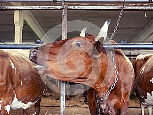 Brown cow in stall saying moo side view