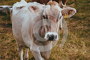 Brown cow standing on a beautiful meadow switzerland