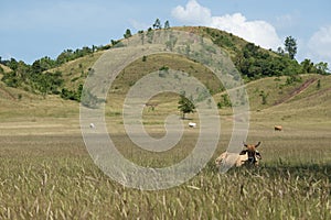 A brown cow standing in front of the grassy hills in a sunny day, Phu Khao Ya, Ranong, Thailand