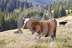 Brown cow standing in green grass on sunny pasture field bright background. Farming and agriculture, milk production concept