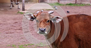 Brown cow stands on bare ground creating tranquil scene