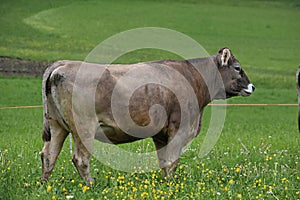 brown cow stands in the field