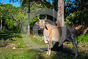 Brown cow on sunny meadow with palm tree. South asian village scene. Cattle pasture outdoors