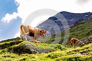 Brown cow in Swiss Alps