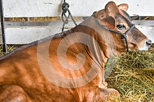 Brown Cow Tied Up Laying in Straw