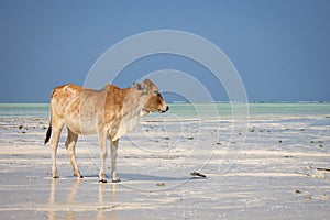 Brown cow on tropical beach. Lonely cow against Indian Ocean background. Scenic seascape in Africa. Exotic farming.