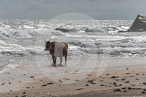 Brown cow with twisted horns, walking through shallow water at a beach