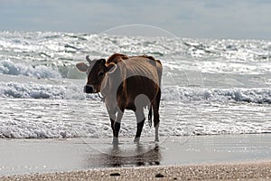 Brown cow with twisted horns, walking through shallow water at a beach