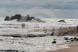 Brown cow with twisted horns,  walking through shallow water at a beach