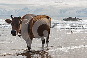 Brown cow with twisted horns, walking through shallow water at a beach