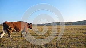 Brown cow walking through big field with beautiful countryside landscape at background. Cattle grazing on pasture