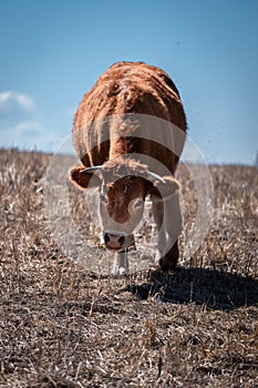 A brown cow walking down a grass hill towards camera. The focus pulls with the cow. All set against a blue sky. Free range Cow