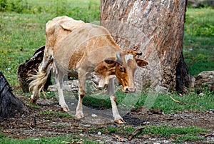 A brown cow is walking in a field