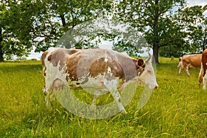 Brown cow walking on the field