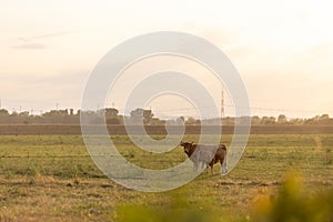 Brown cow walks with her calf on the field